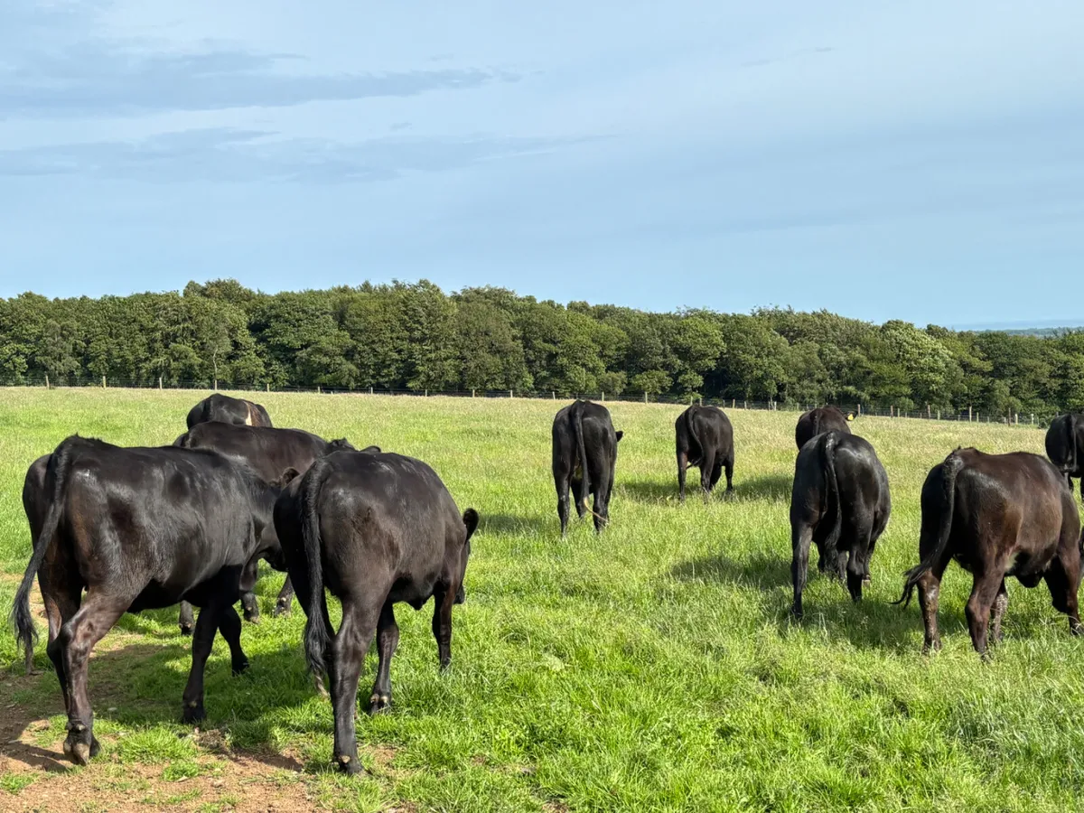 20 Angus heifers - Image 4