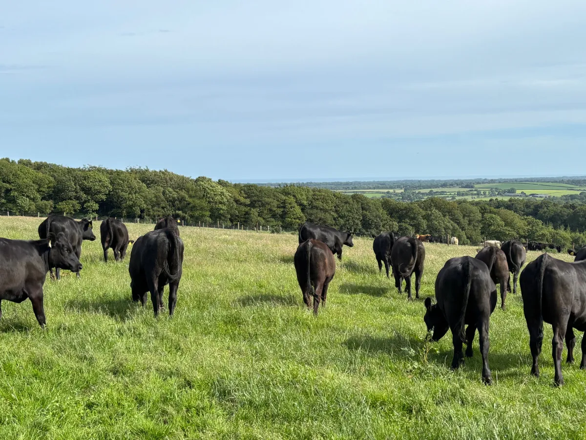 20 Angus heifers - Image 1