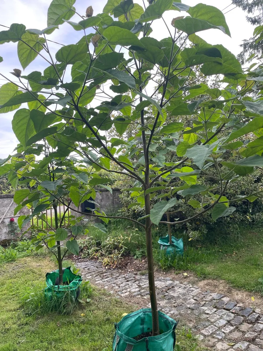 (Semi Mature) Paulownia Trees - Image 4