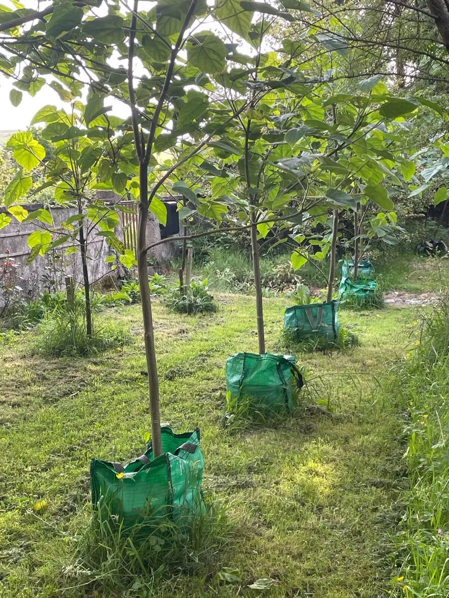 (Semi Mature) Paulownia Trees - Image 1