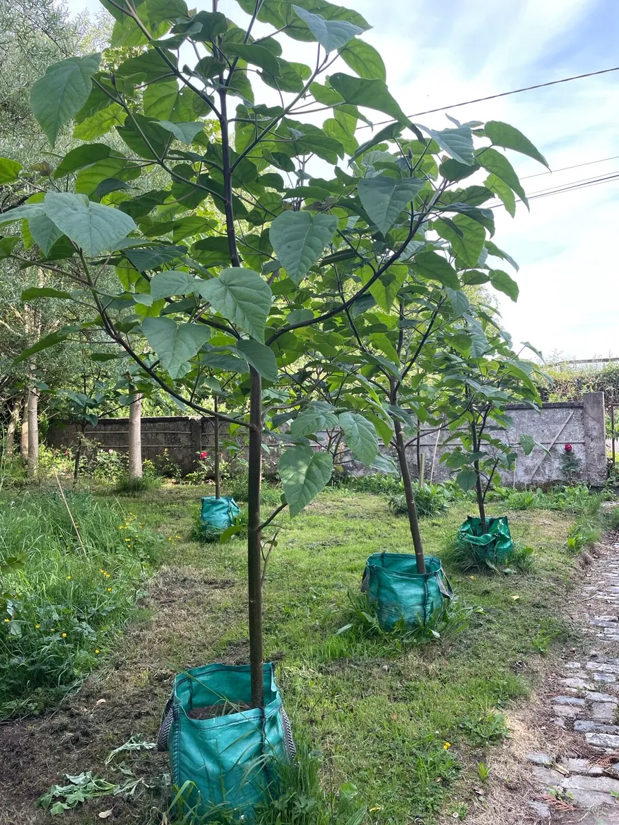 (Semi Mature) Paulownia Trees - Image 2