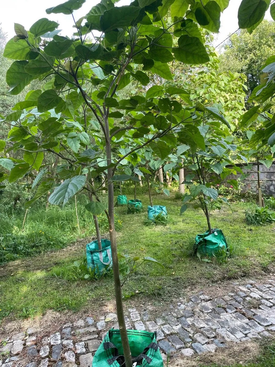 (Semi Mature) Paulownia Trees - Image 3