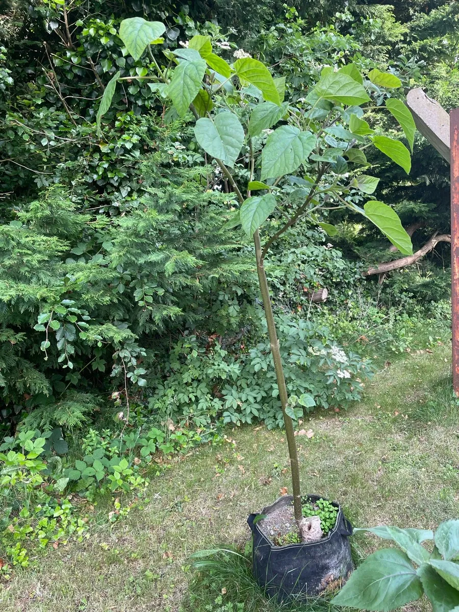 Paulownia Elongata - Image 2