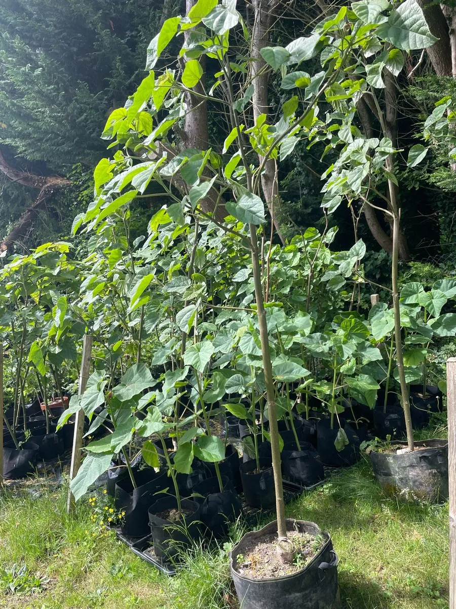 Paulownia Elongata - Image 3