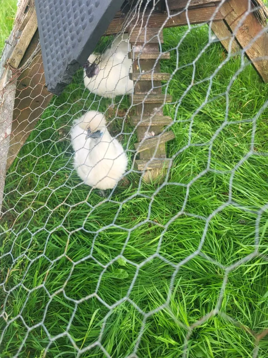 Silkie Bantams - Image 1