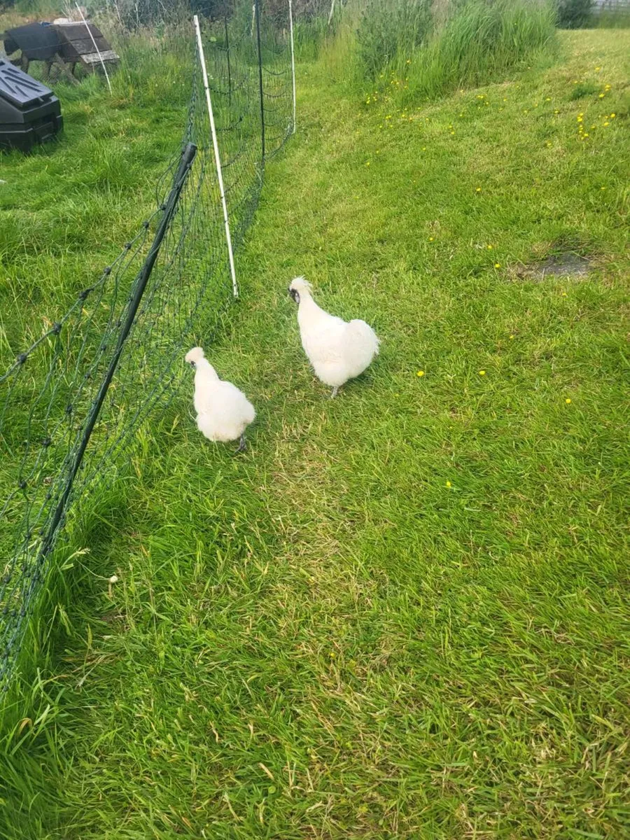 Silkie Bantams - Image 2