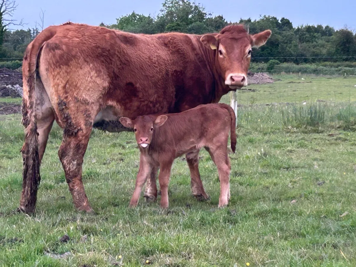 Super first calved heifer and bull calf - Image 2