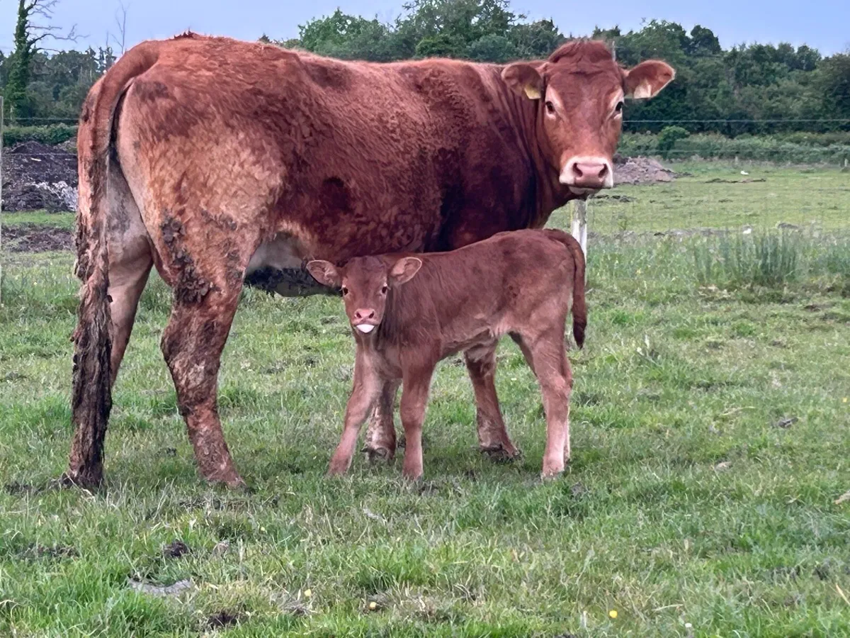 Super first calved heifer and bull calf - Image 3