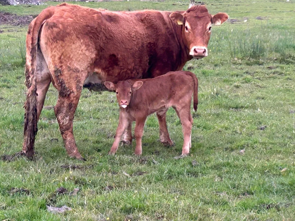Super first calved heifer and bull calf - Image 4