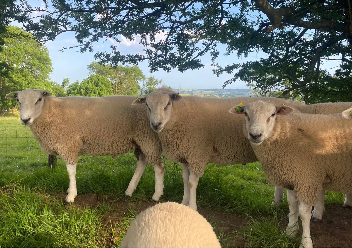 Ram lambs - Image 1