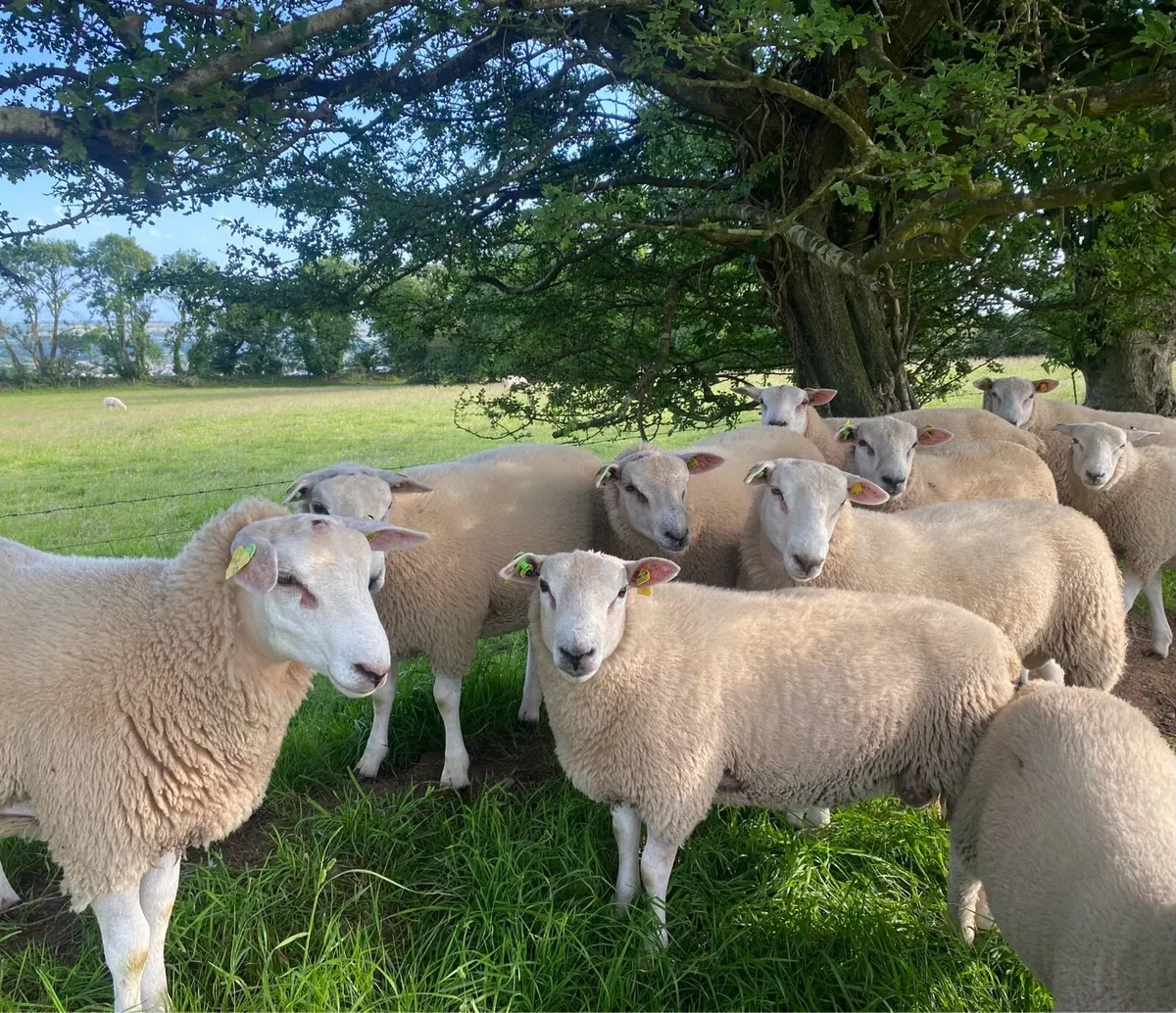 Ram lambs - Image 4
