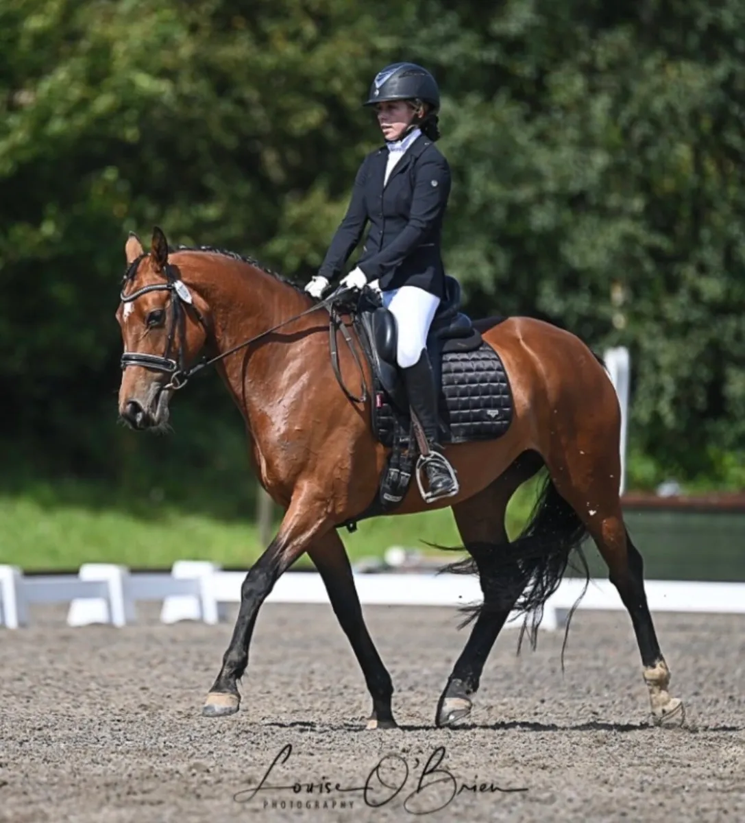 Dressage Horse - Image 2