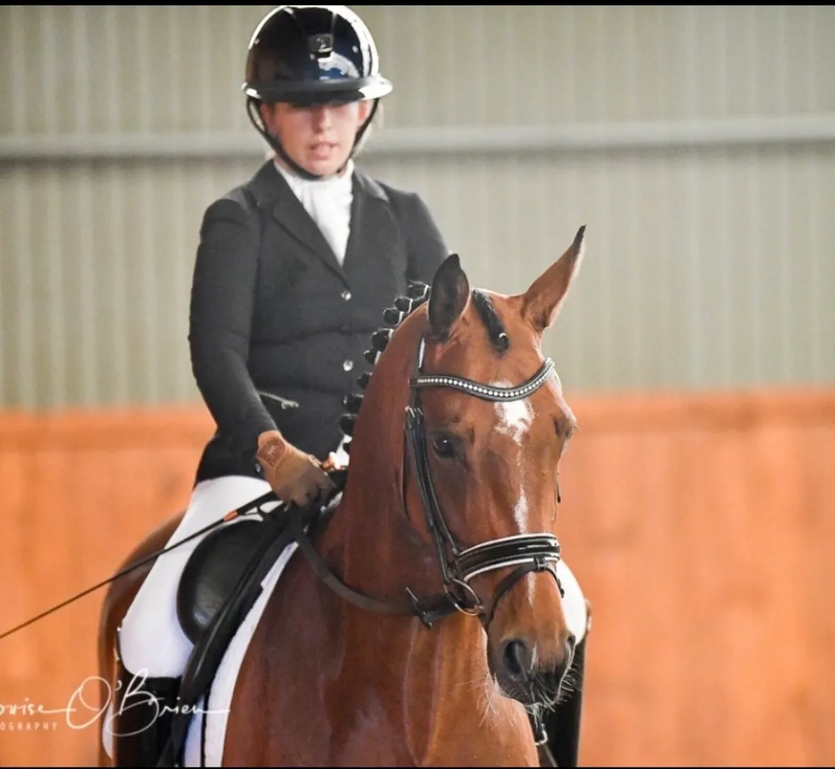 Dressage Horse - Image 3