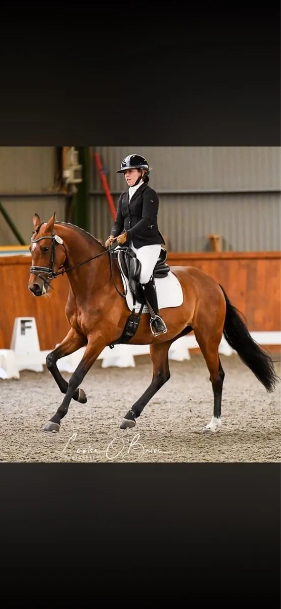 Dressage Horse - Image 4