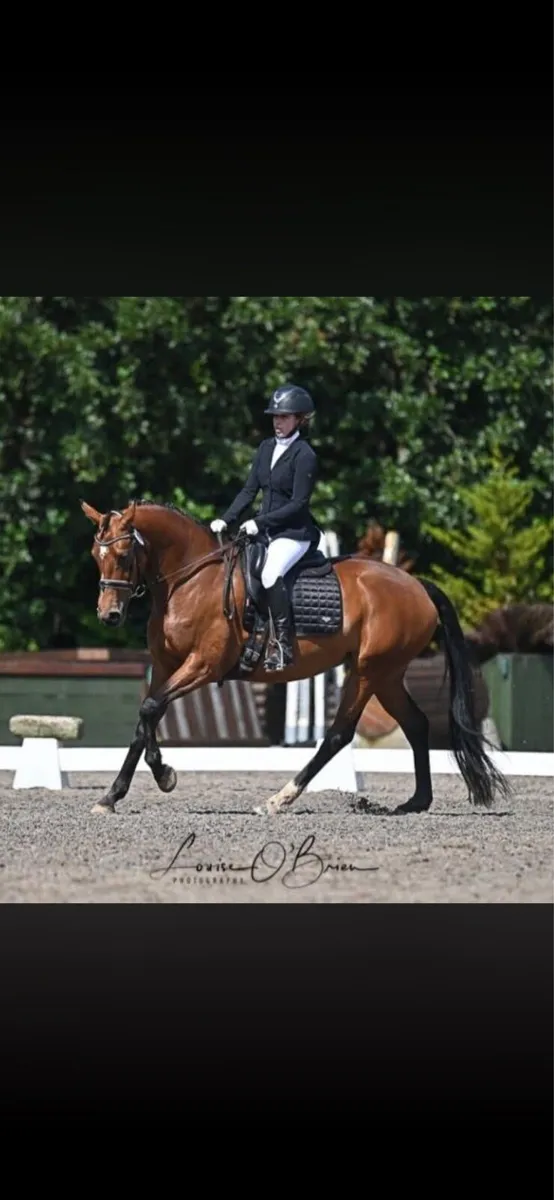 Dressage Horse - Image 1