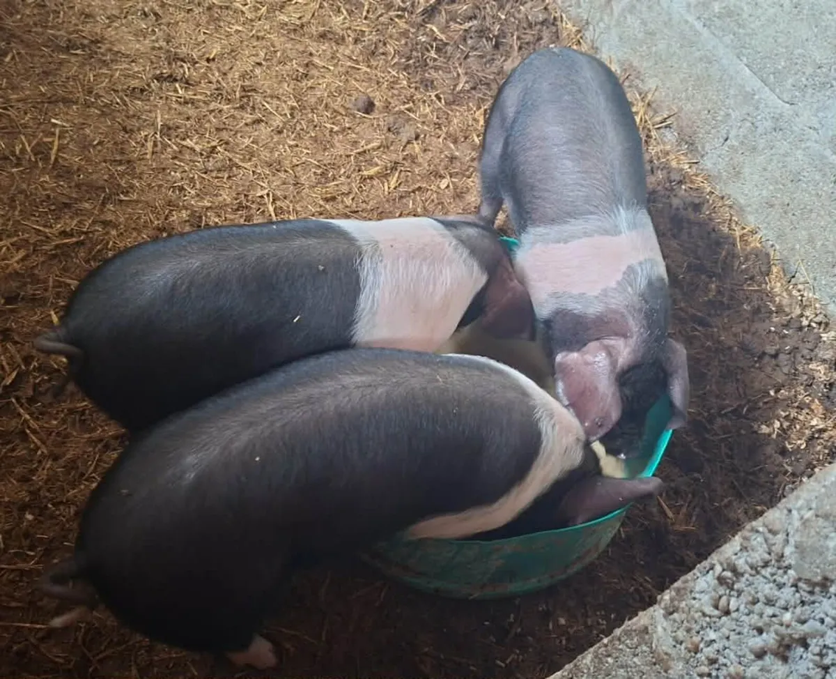 Saddle back pigs - Image 2