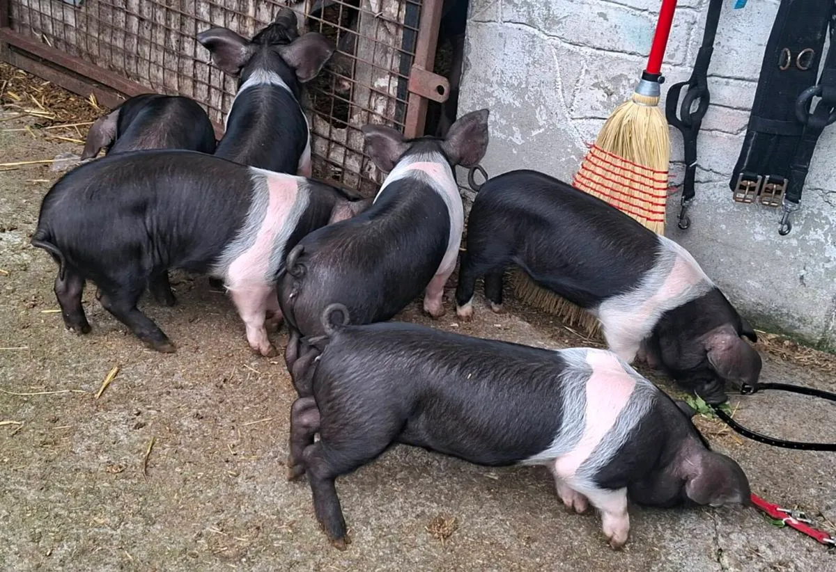 Saddle back pigs - Image 3