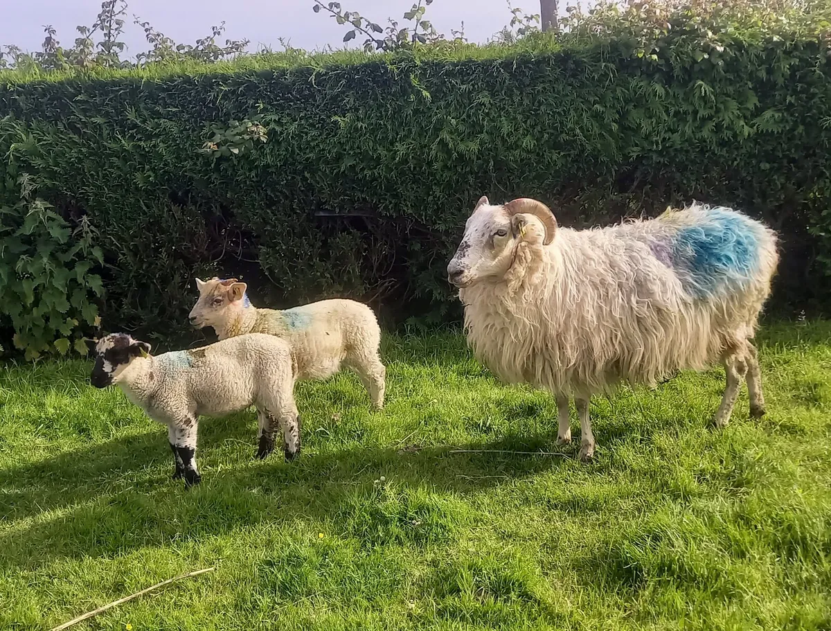 EWE  CROSS BRED  WITH 2   LAMBS