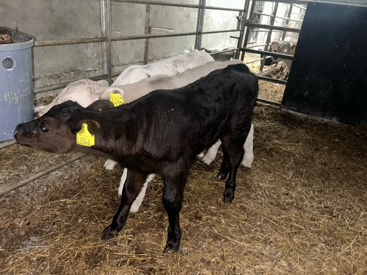 Calves - Image 2