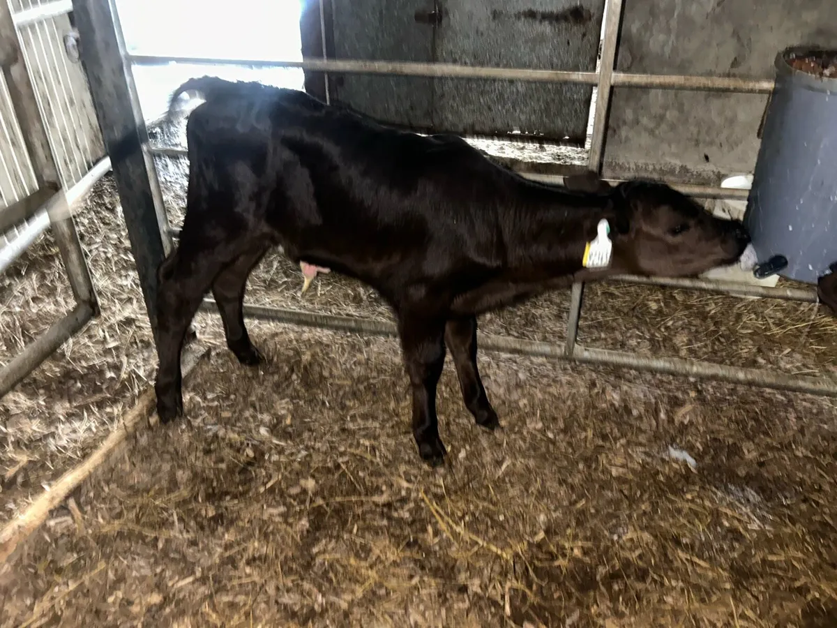 Calves - Image 3