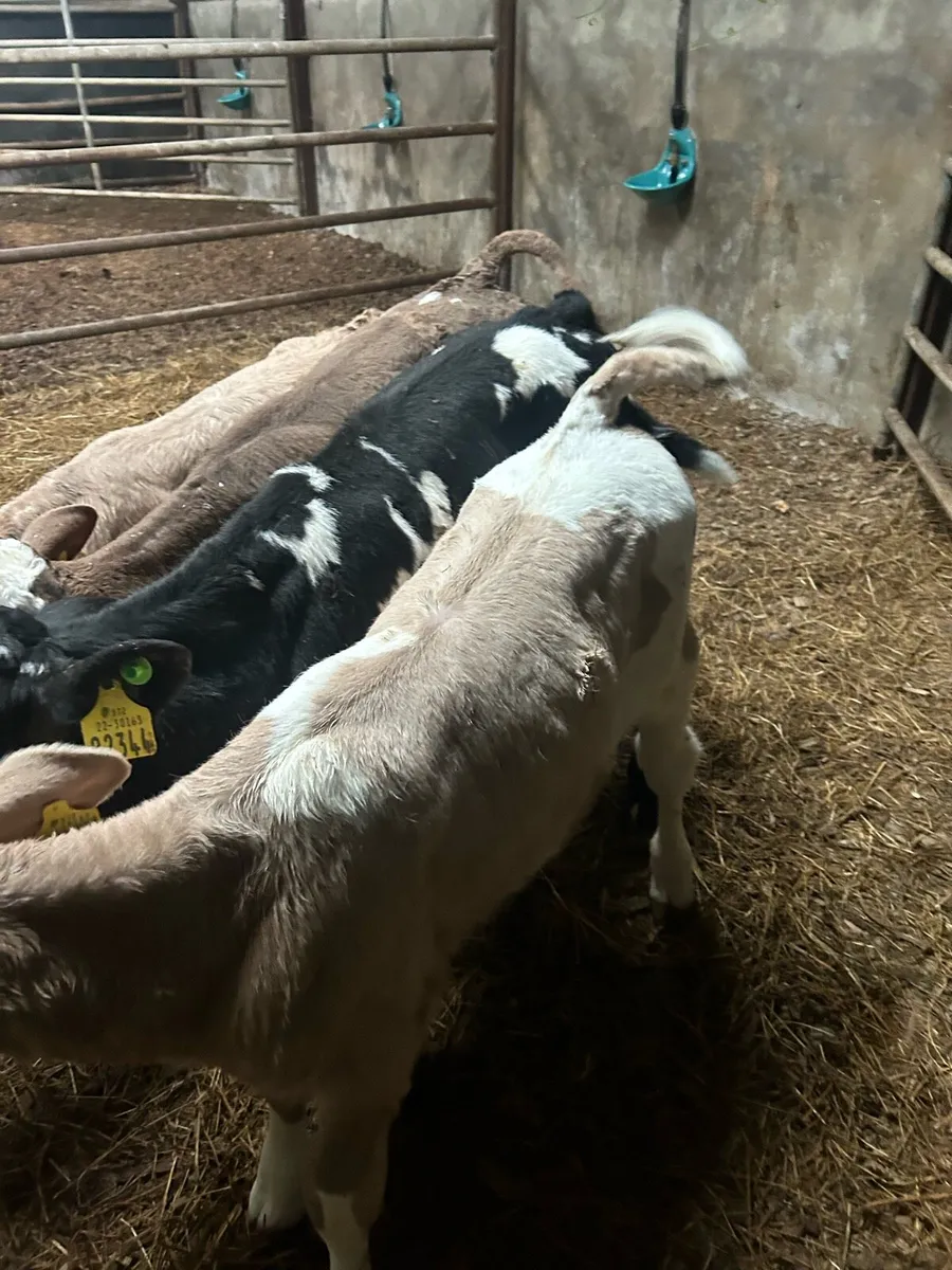 Calves - Image 1
