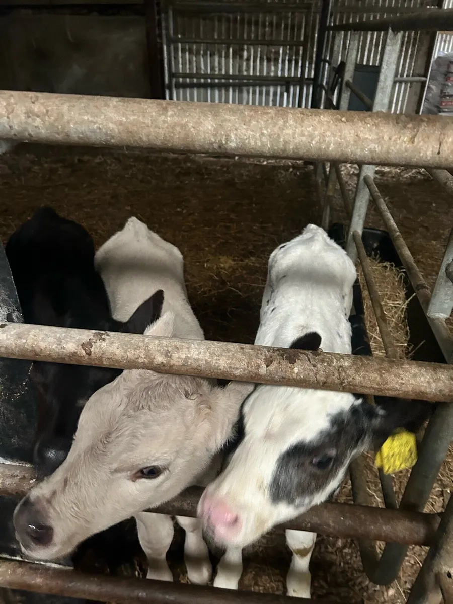 Calves - Image 4