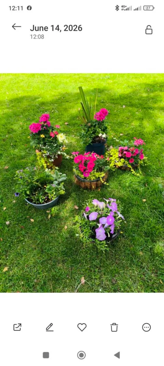 6 beautiful large plants,3 pots 3 hanging baskets - Image 1