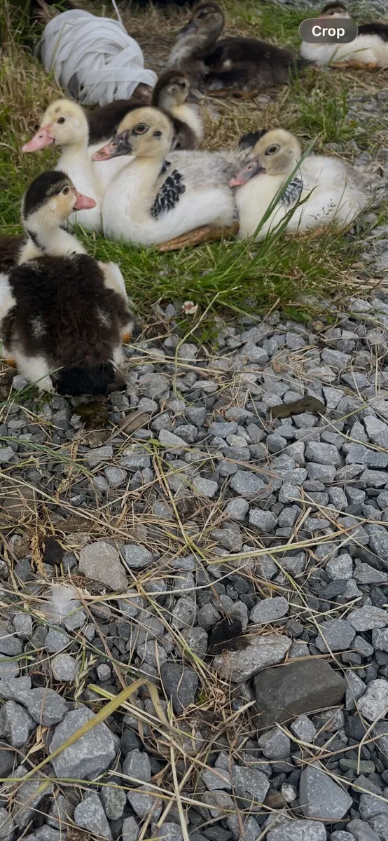 Muscovy Ducks - Image 2