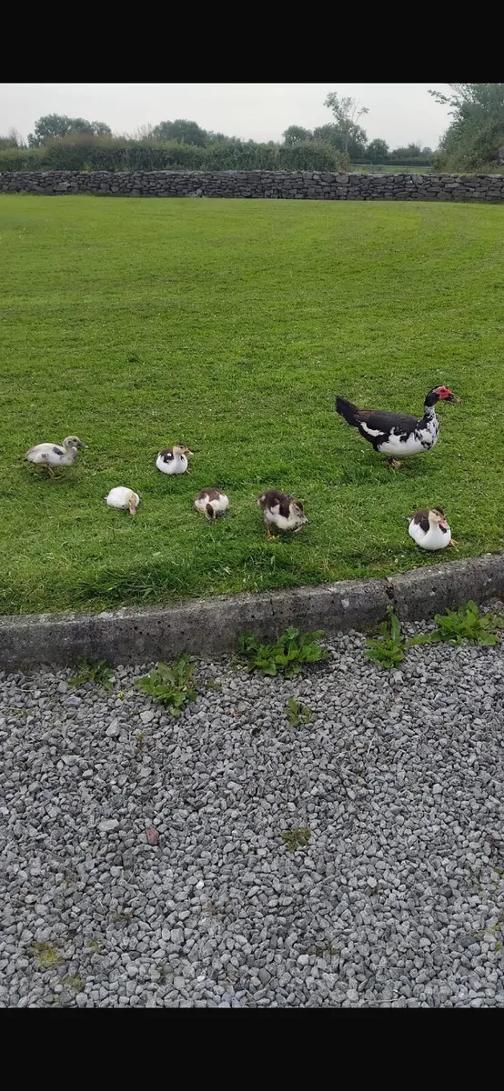 Muscovy Ducks - Image 3