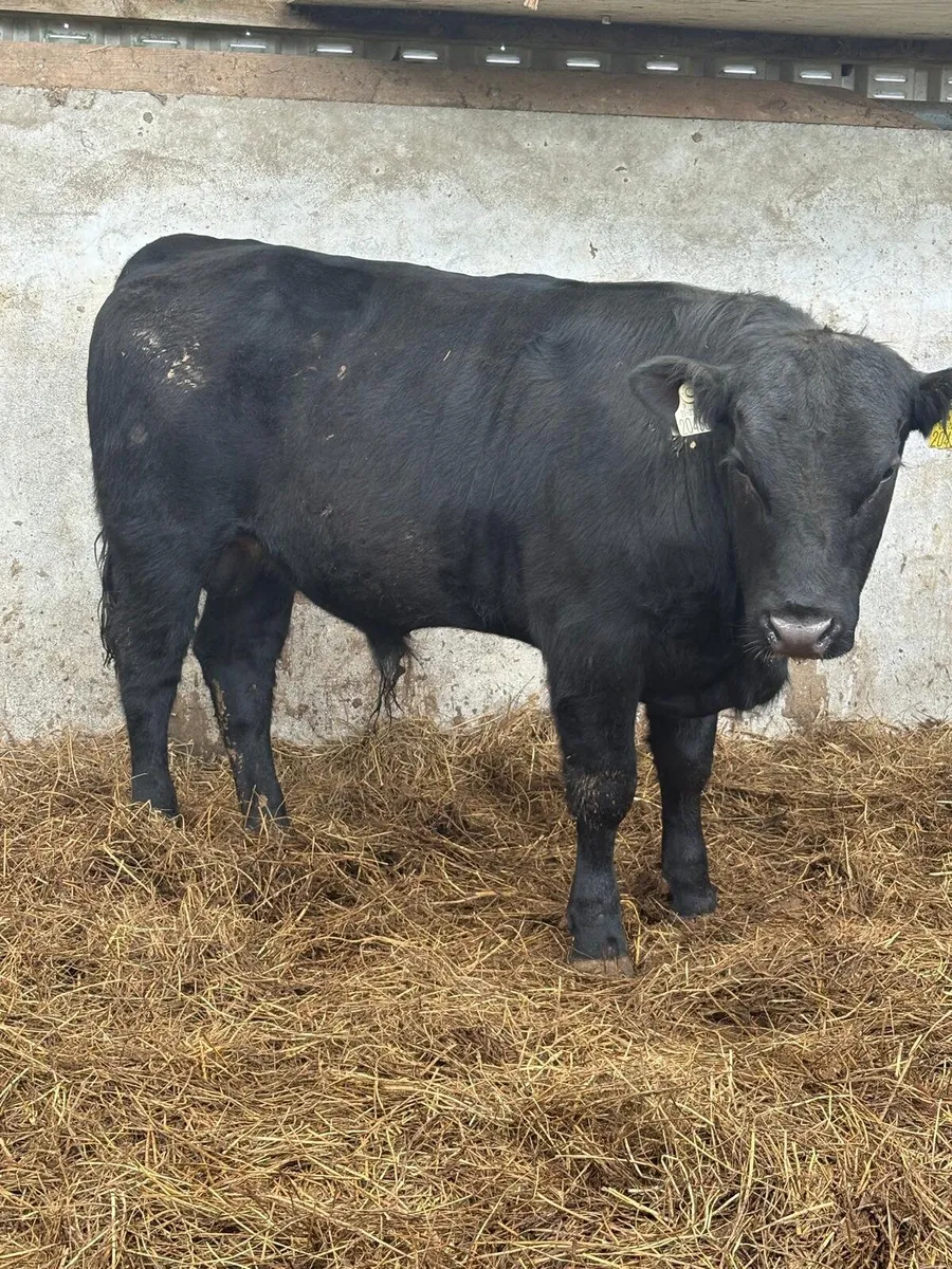 Angus Bull - Image 1