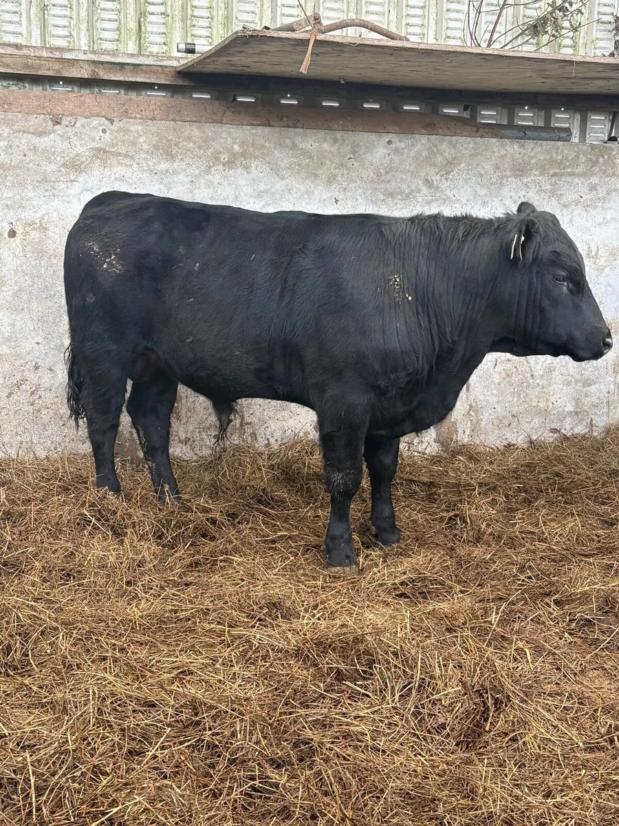 Angus Bull - Image 2