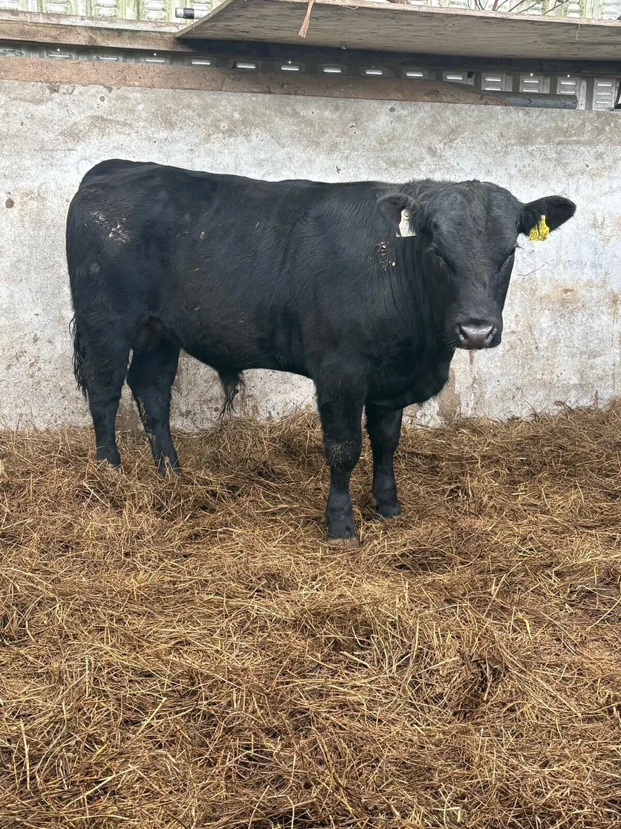 Angus Bull - Image 3