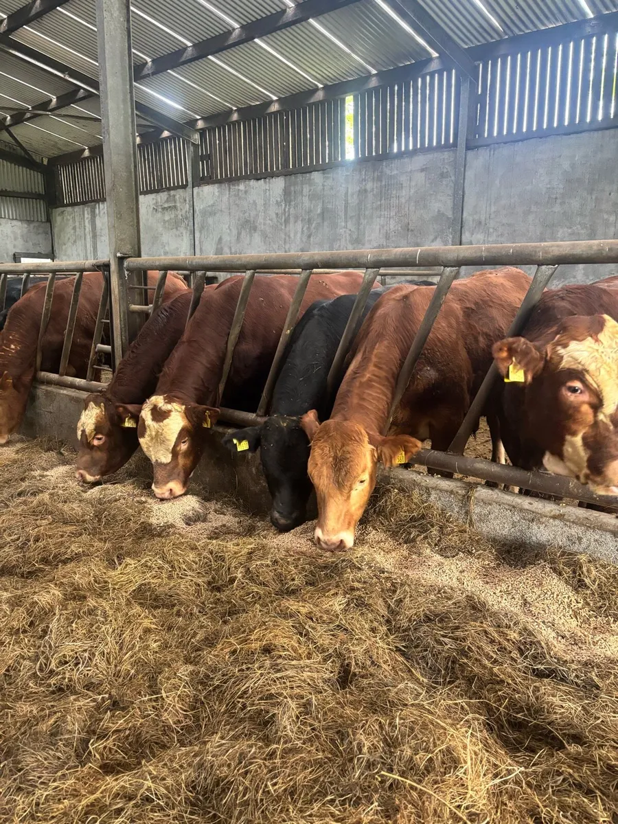 Bulls - Image 1