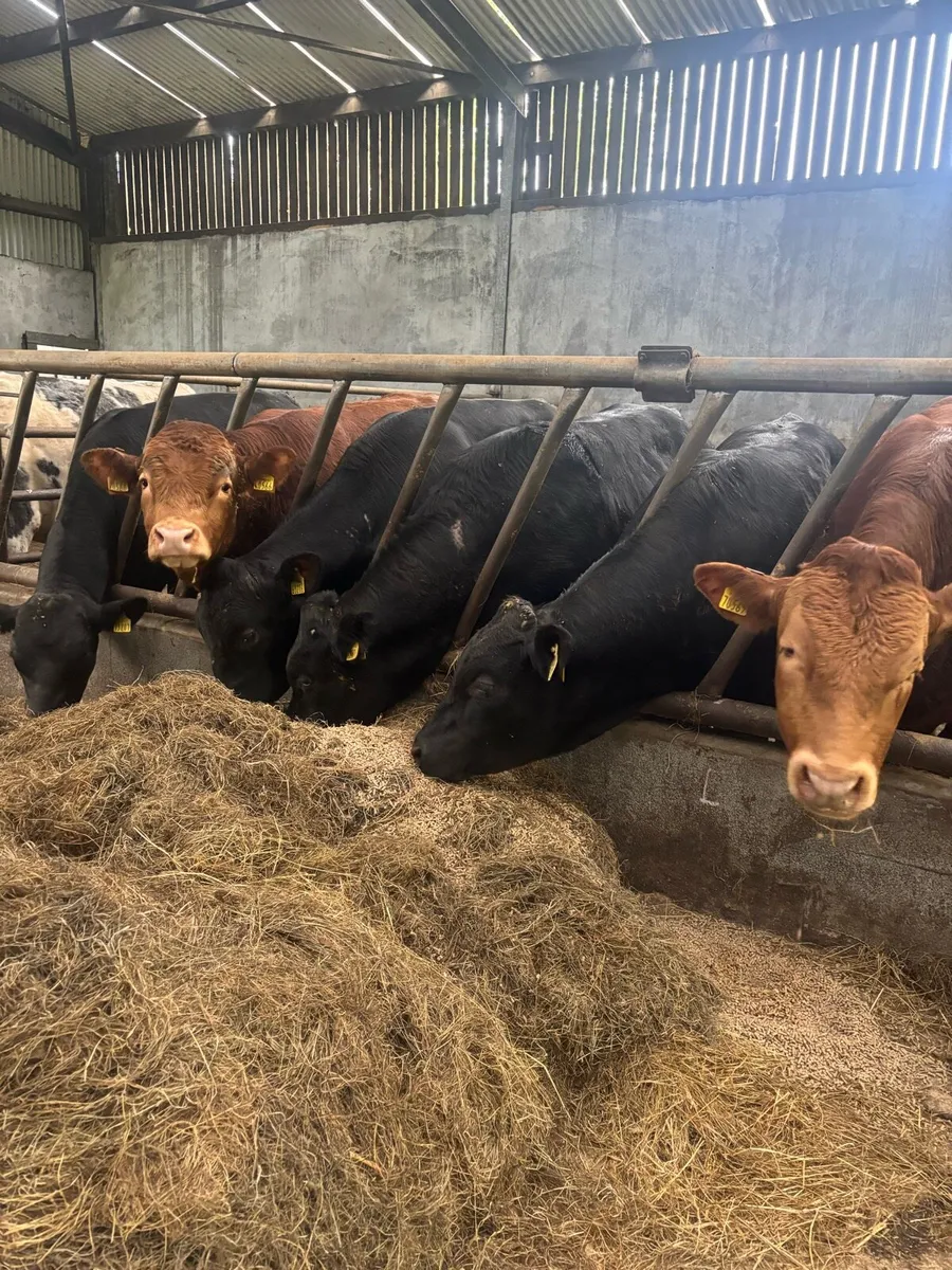 Bulls - Image 2