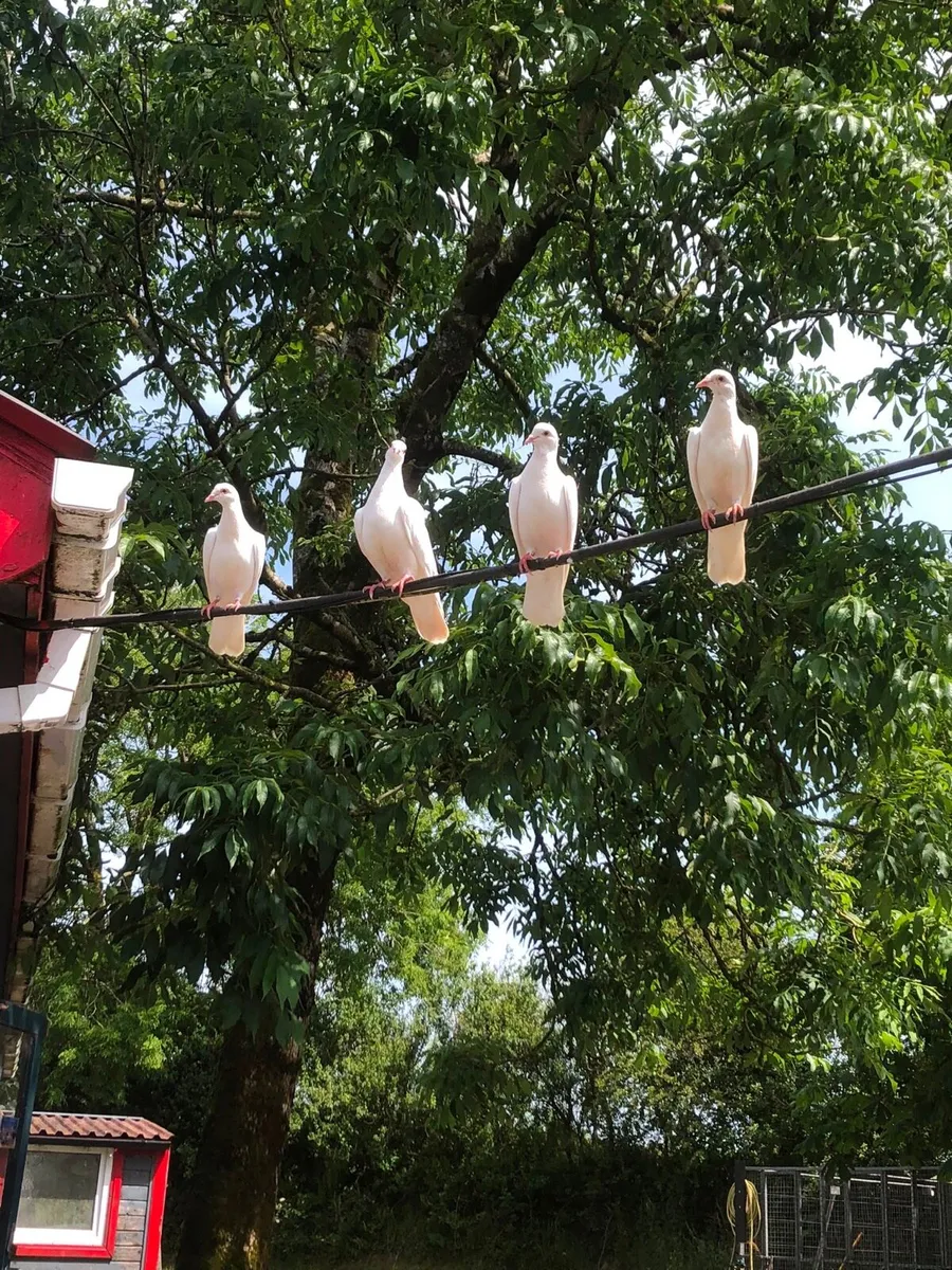 White Racing Pigeons - Image 1