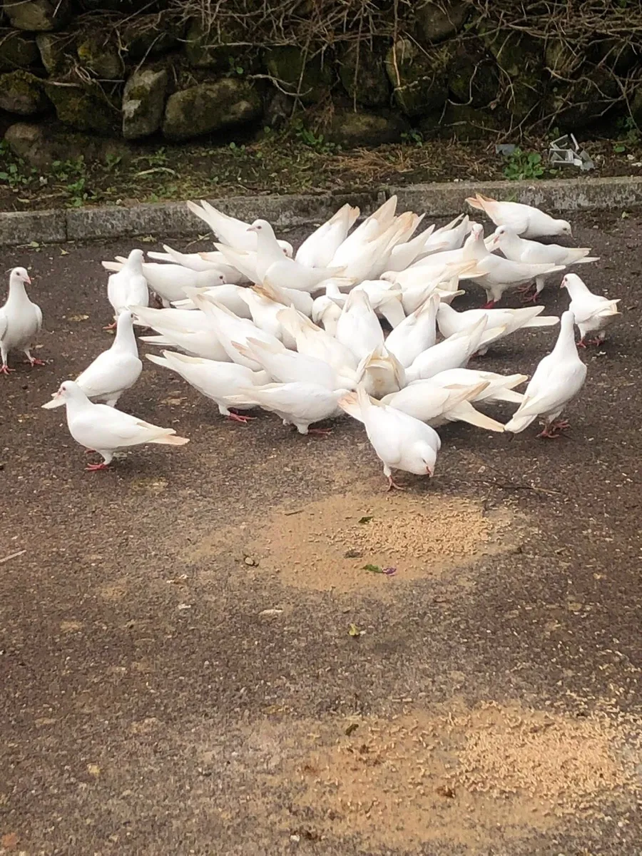 White Racing Pigeons - Image 3