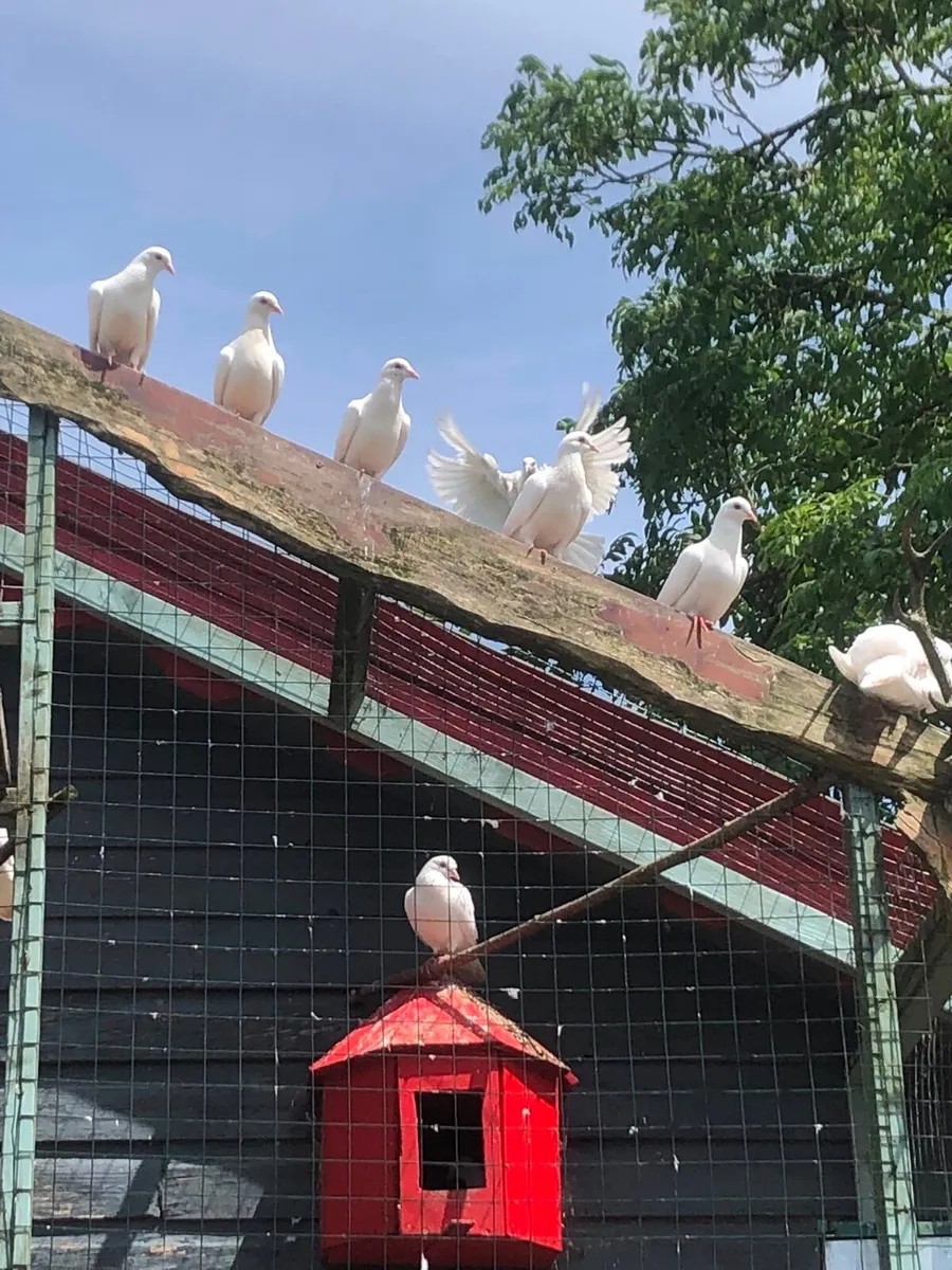 White Racing Pigeons - Image 4