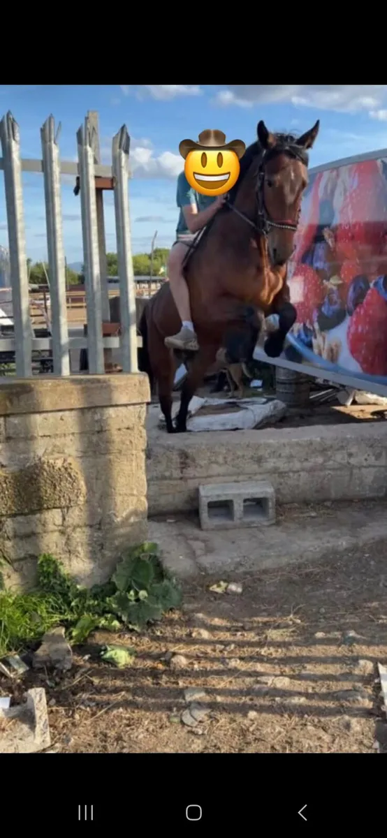Horse - Image 3