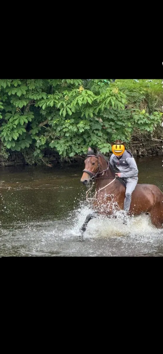 Horse - Image 1
