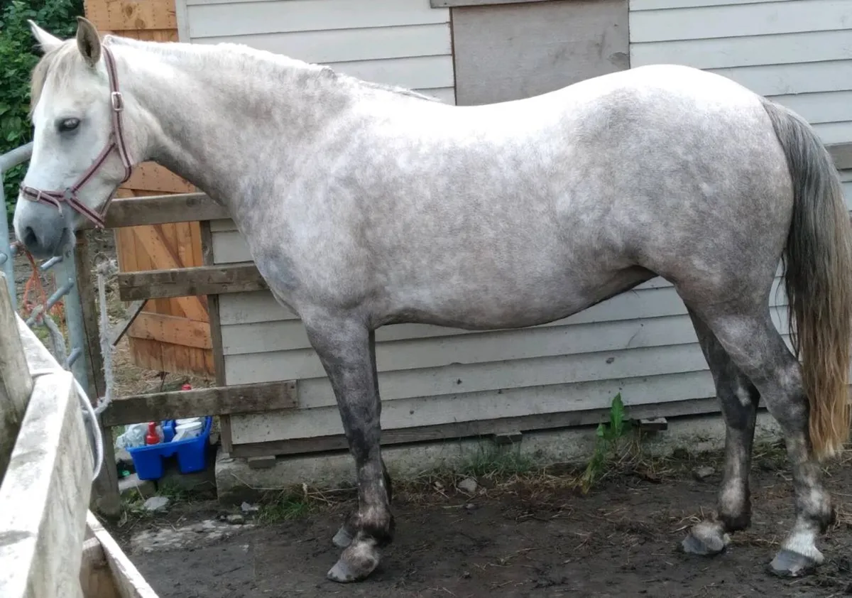 153cm Class 1 Performance Bred Connemara Mare 5yrs - Image 1