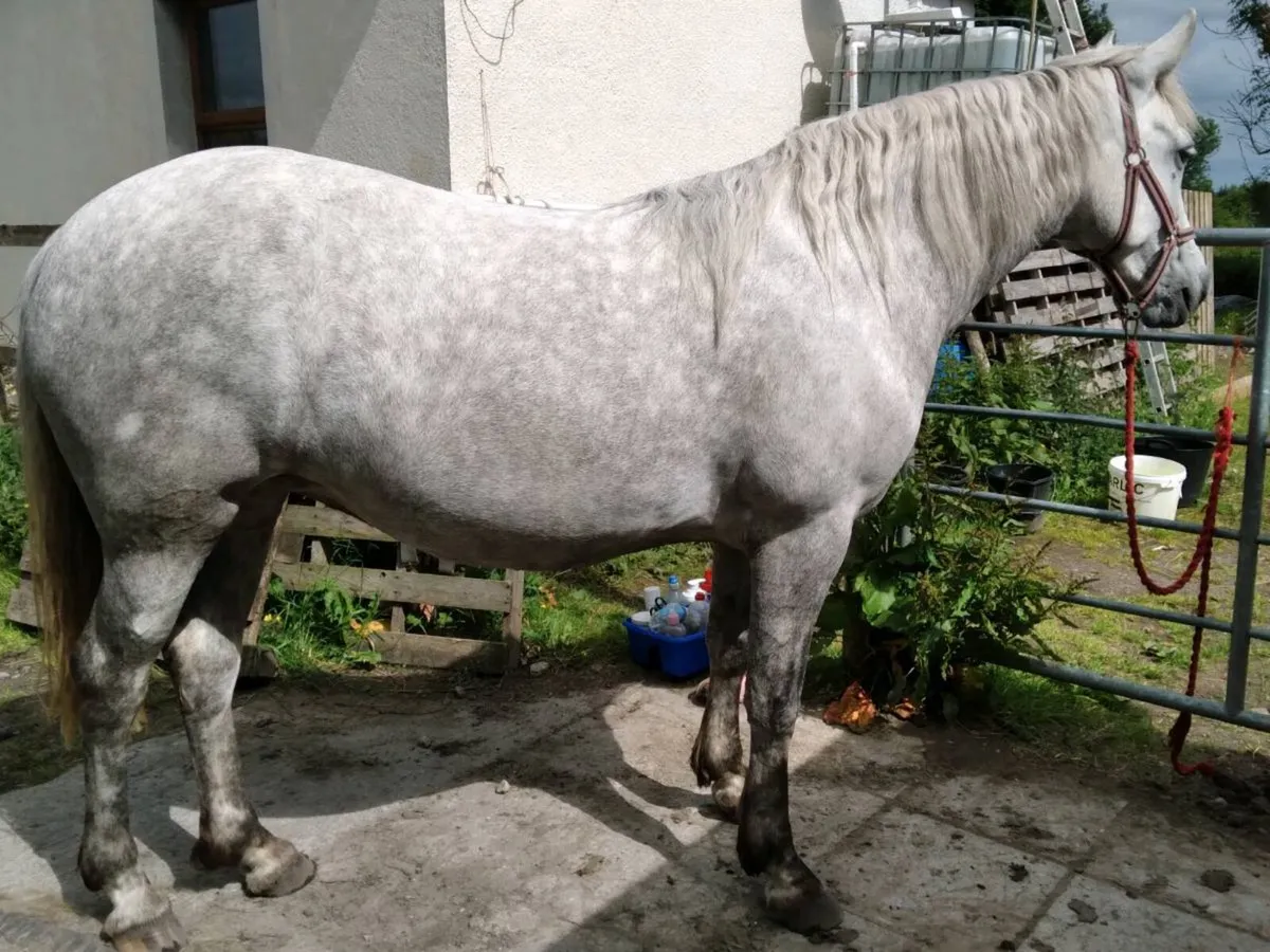 153cm Class 1 Performance Bred Connemara Mare 5yrs - Image 3