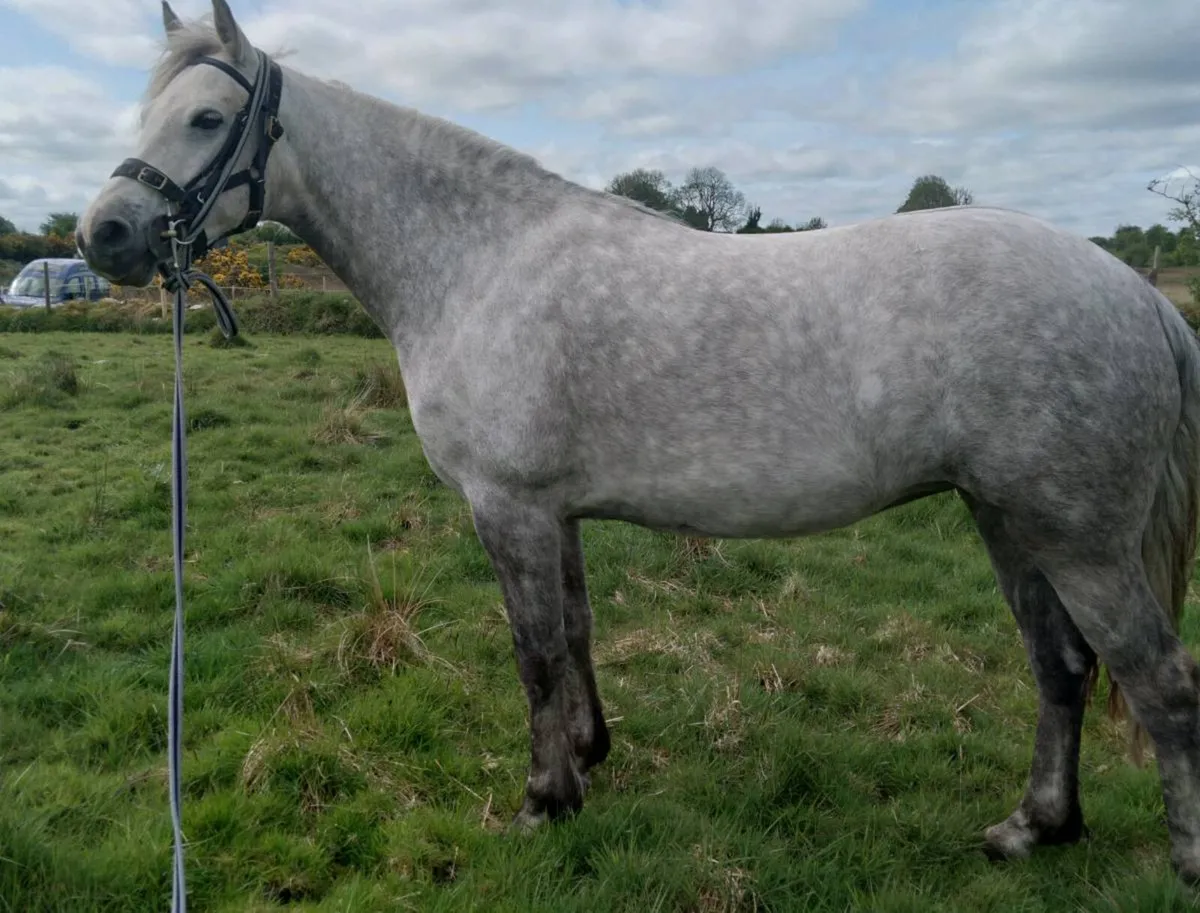153cm Class 1 Performance Bred Connemara Mare 5yrs - Image 4