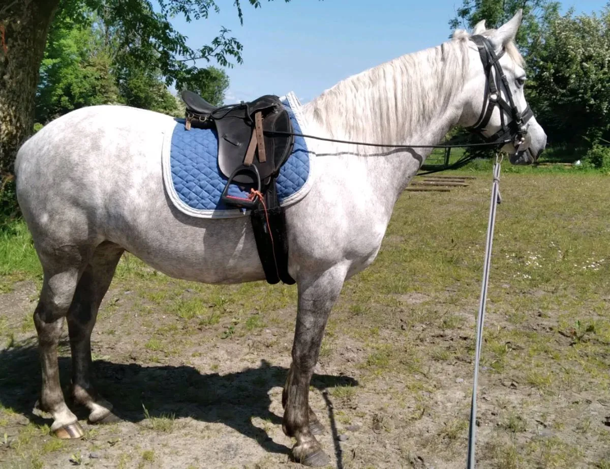 153cm Class 1 Performance Bred Connemara Mare 5yrs - Image 2
