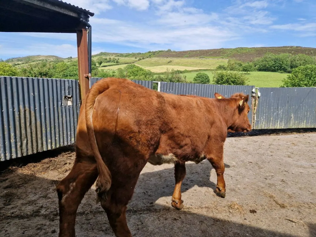 Breeding Heifer 5 star genotype - Image 3