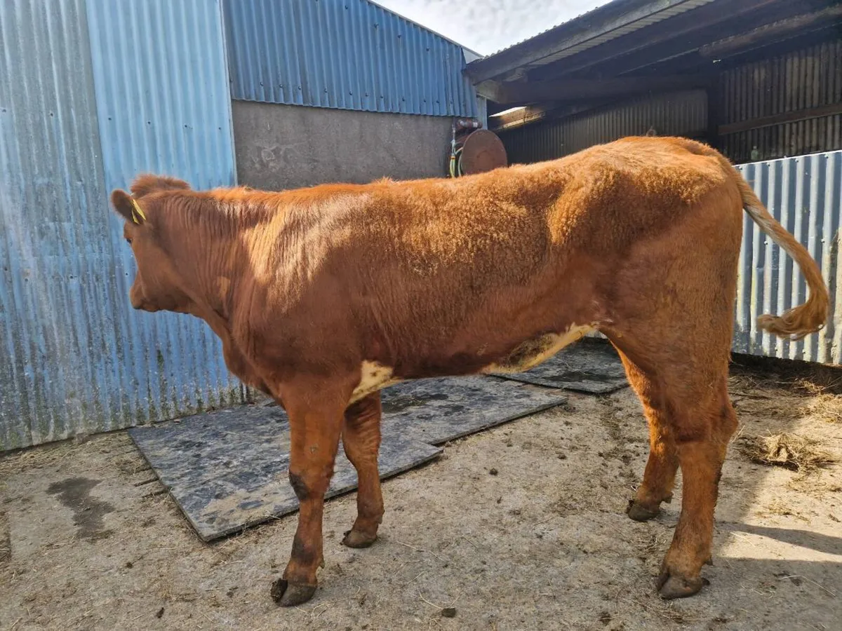 Breeding Heifer 5 star genotype - Image 4