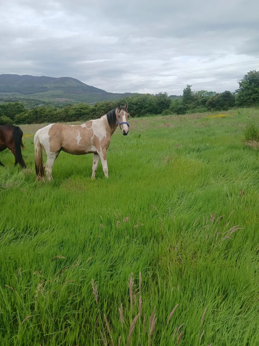 Horse - Image 4
