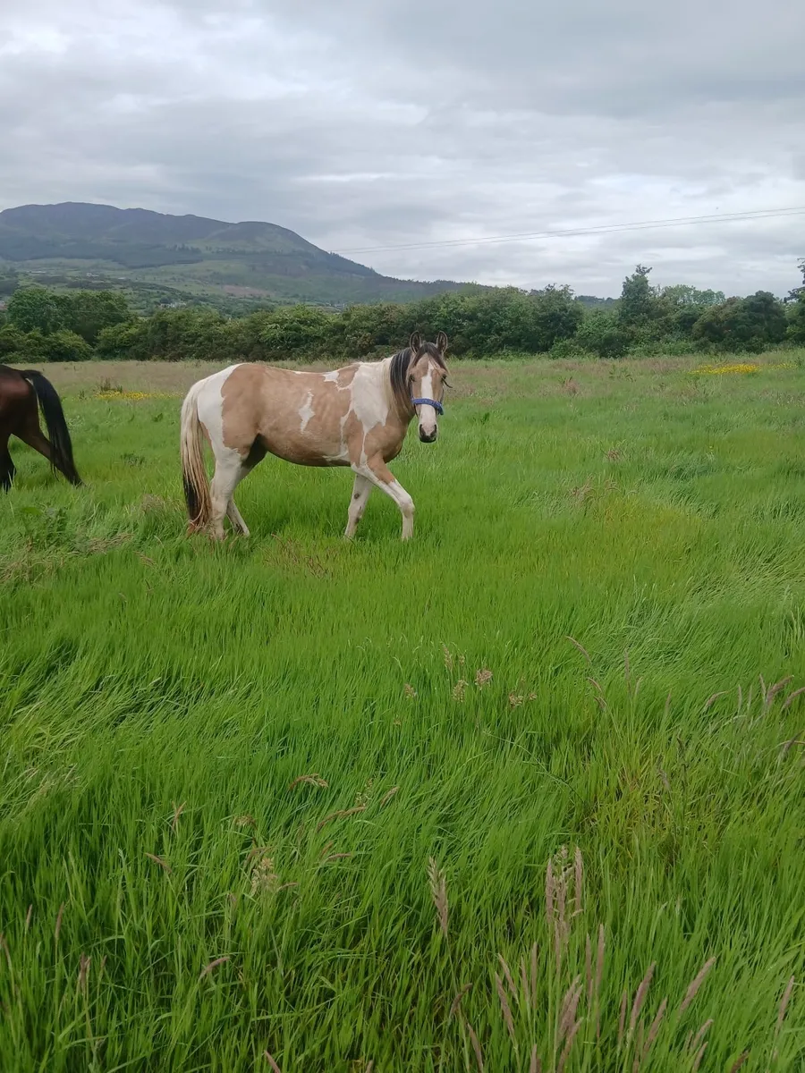 Horse - Image 4