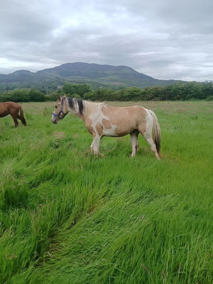 Horse - Image 2