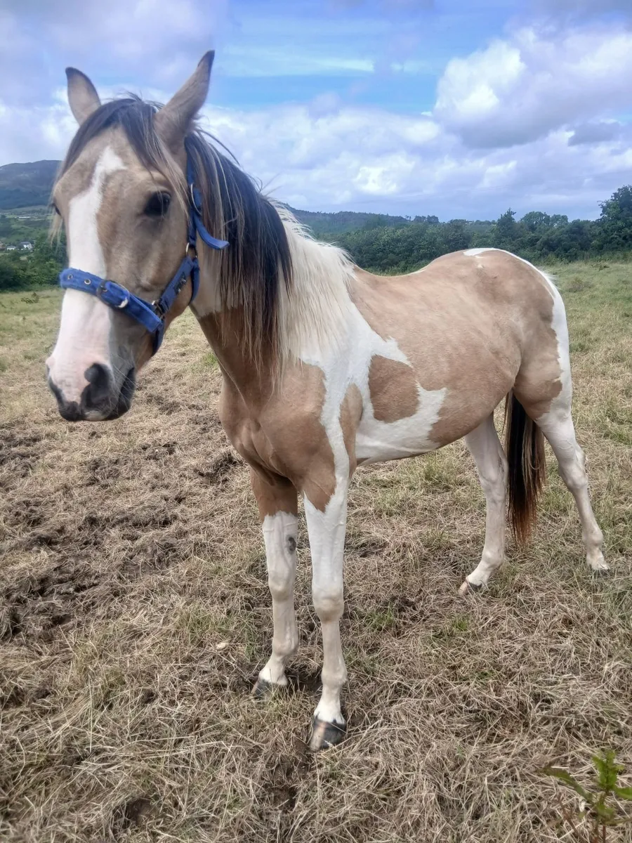 Horse - Image 3