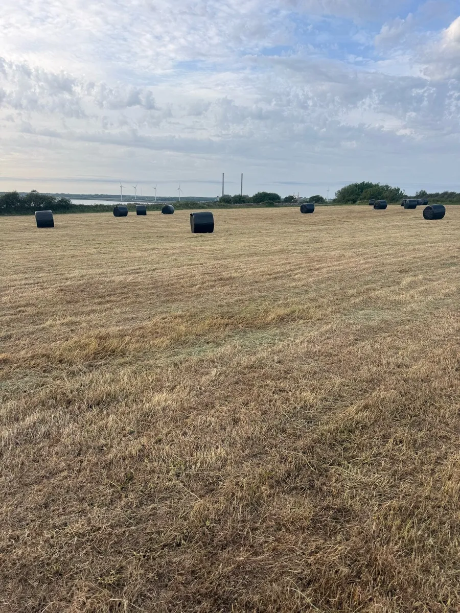 Haylage - Image 4